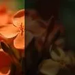 Прозрачный черный (С02)